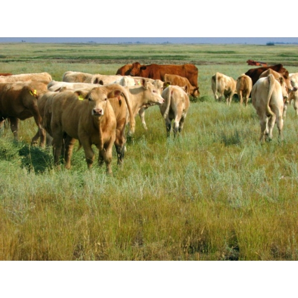 Ernie, Kathy & Kyle Lee - 550# Heifer Calves - 100 Head (Hanna, AB)