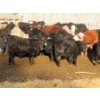 Image 3 : Willowside Ranch - 615# March Delivery Steers - 57 Head (Vibank, SK)