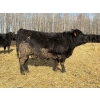Image 2 : Rose Creek Ranch - 1000# April Delivery Heifers - 220 Head (Alder Flats, AB)