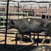 Image 6 : Idaho Dairies/Ranches - 32 Mixed (Burley, ID)