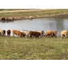 Image 6 : Harvie Holowaychuck - 925# Sept/Oct Delivery Heifers - 200 Head (Marwayne, AB)