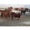 Image 2 : Barfus Farms - 800# March Weaned Steers - 159 Head (Raymond, AB)