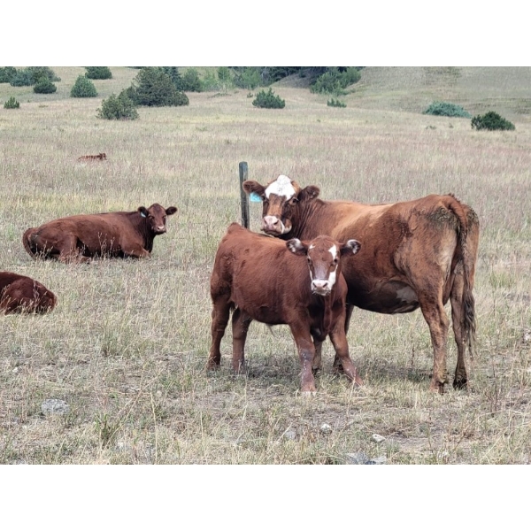 BC Cattle Co. - 525# November Delivery Steer Calves - 110 Head (Canoe Creek, BC)