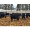 Image 5 : Terry Hines Livestock - 23 December Delivery Black Angus/Simmental X Bred Heifers (Marwayne, AB)