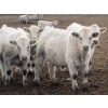 Image 7 : Cluny Colony - 835# November Weaned Steers - 72 Head (Cluny, AB)