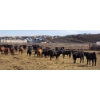 Image 1 : M.S. MacLean Livestock - 17 Black Angus Replacement Heifers (Coaldale, AB)