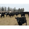 Image 6 : South Ridge Simmentals - 625# May Delivery Heifers - 95 Head (Monarch, AB)