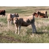 Image 2 : Lohse Farm & Ranch Ltd. - 650# October Delivery Heifer Calves - 65 Head (Beaubier, SK)