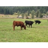 Image 17 : Brady Ranches - 740# October Delivery Steer Calves - 15 Head (Heffley Creek, BC)