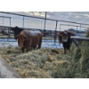 Image 3 : Prairie Haze Farms (Jake & Henriet Rozendaal) - 2 Red Cows (Pen 439)