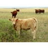 Image 7 : Logan Ranching - 675# Steer Calves - 90 Head (Oyen, AB) VBP+