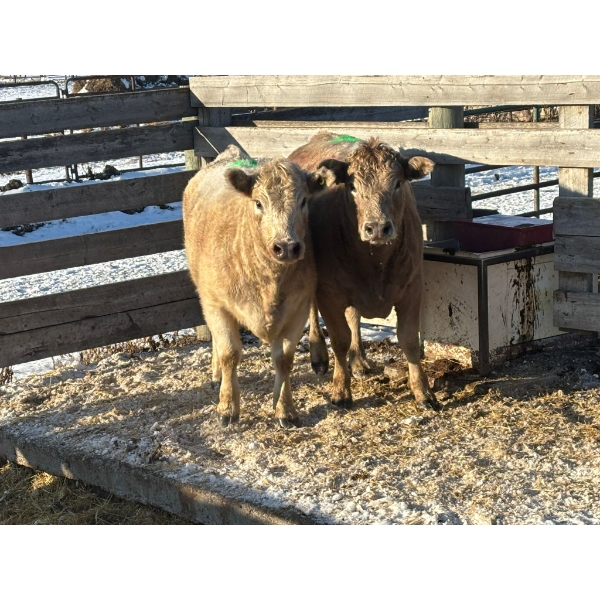 Shane Water Chief - 2 Heifers (Pen 514)