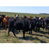 Image 2 : JT Cholin Farms - 800# September Delivery Grass Heifers - 75 Head (Biggar, SK)