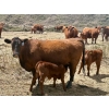 Image 4 : Meyer Cattle Inc. - 20 Red Angus X 2nd Calf Pairs (Lethbridge, AB)