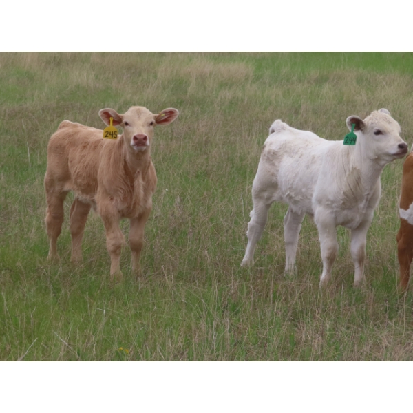 6 S Feeders Inc. - 550# November Delivery Weaned Heifers - 110 Head (Moosomin, SK)