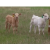 Image 1 : 6 S Feeders Inc. - 550# November Delivery Weaned Heifers - 110 Head (Moosomin, SK)