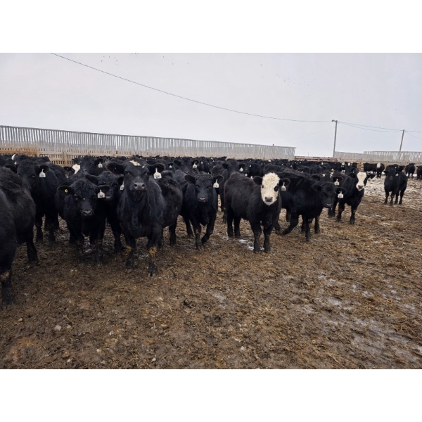 Ripple Rock Ranch - 820# January Delivery Steers - 260 Head (Fincastle, AB)
