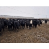 Image 1 : Ripple Rock Ranch - 820# January Delivery Steers - 260 Head (Fincastle, AB)