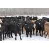 Image 6 : Flying B Ranching Co. - 950# April Delivery Steers - 45 Head (Kennedy, SK)