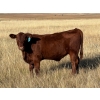 Image 2 : Dan & Kathy MacDonald - 575# October Delivery Steer Calves - 110 Head (Buffalo, AB)