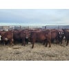 Image 4 : Redline Livestock - 550# November Delivery Steer Calves - 100 Head (Didsbury, AB)