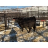 Image 2 : Crooked Creek Ranch - 1 Second Calver (Pen 429)