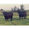 Image 2 : Bar 3 Ranches Ltd. - 1100# September Delivery Grass Steers - 40 Head (Erskine, AB)