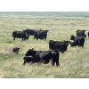 Image 8 : Josh Maser - 530# November Delivery Steer Calves - 195 Head (Elkwater, AB)