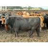 Image 11 : Chipping Hill Cattle Co. - 1000# September Delivery Steers - 120 Head (MacGregor, MB)