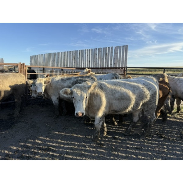 Edgar's Custom Farming Ltd. - 1075# October Delivery Heifers - 37 Head (Elkhorn, MB)