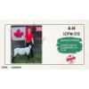 Image 1 : 4-H Sheep - Janessa Rushka - Lower North Thompson 4-H Club