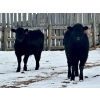 Image 7 : Sturgeon River Ranch - 675# March Delivery Steers - 90 Head (Rockyford, AB)