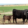 Image 8 : Kyle Torkelson - 10 Black 1st Calf Pairs (Millicent, AB)