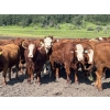 Image 2 : Terry Hines Livestock - 40 RBF May Calving Bred Heifers (Marwayne, AB)