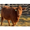 Image 4 : Fox Cattle Co. - 3 Bred Heifers (Pen 433)