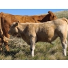 Image 5 : Tom Malmberg - 630# October Delivery Steer Calves - 70 Head (Spring Coulee, AB)