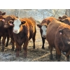 Image 6 : C & M Ranching (Cordell Griffith) - 7 RBF Heifers (Pen 627 - 629)