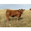 Image 3 : Evans Family (Gary, Carla & Keith) - 630# November Delivery Steer Calves - 95 Head (Bassano, AB)