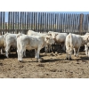 Image 5 : Cederlea Farms - 725# October Delivery Weaned Steers - 70 Head (Hodgeville, SK) VBP+