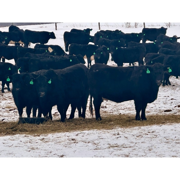 MG Cattle Co. Ltd. - 43 Oct/Nov Delivery Black/BBF Simm X Angus 2nd Calvers (Sangudo, AB)