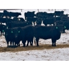 Image 1 : MG Cattle Co. Ltd. - 43 Oct/Nov Delivery Black/BBF Simm X Angus 2nd Calvers (Sangudo, AB)