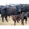 Image 3 : South Ridge Simmentals - 13 Black/BBF/BWF Pairs (Monarch, AB)