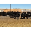Image 3 : East Wind Farms - 950# February Delivery Steers - 75 Head (High River, AB)