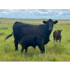 Image 8 : Jamieson Ranch - 550# November Delivery Steer Calves - 95 Head (Cabri, SK)