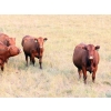 Image 22 : Twisted T Cattle Co. - 485# November Delivery Steer Calves - 110 Head (Carievale, SK)