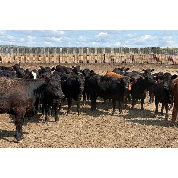 Cross Bar Ranch - 1070# August Delivery Heifers - 58 Head (Consort, AB)