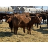 Image 6 : Jordan Livestock - 40 Red Replacement Heifers (Rimbey, AB)