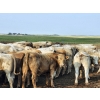 Image 5 : LZ Farms Inc. - 910# August Delivery Steers - 55 Head (Kyle, SK)