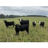 Image 6 : J & S Winchester Cattle Co. - 770# November Delivery Steer Calves - 82 Head (Leslieville, AB)