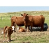 Image 5 : Diamond I Farms - 24 Simm/Angus X Cow/Calf Pairs (Irricana, AB)